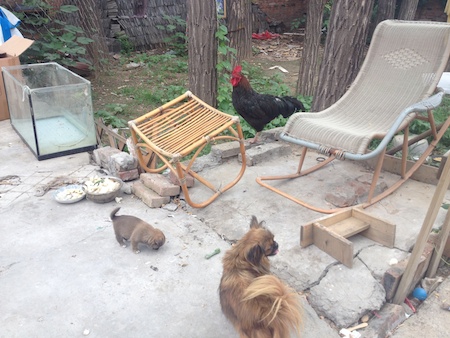 NewFunkyStudioDogAndChicken.JPG