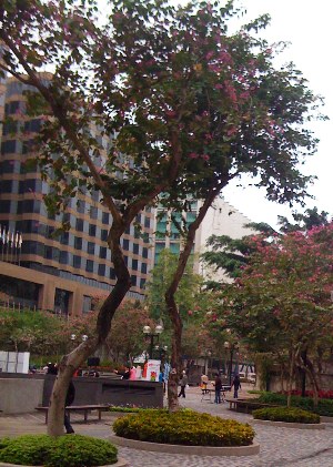 HongKongKusochibiriPark.JPG