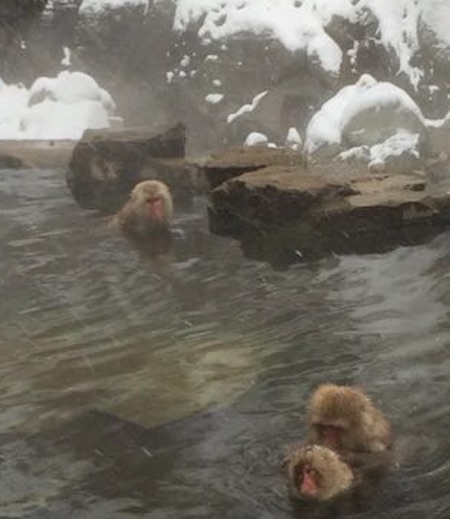 LuanShuSnowMonkey.jpg