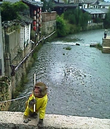 YunNanMonkey.jpg